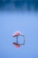 On The Search for Salmon by Rebecca Cooper