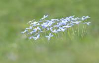 Bluets by Ellen Devenny