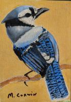 Blue Jay by Thomas Corwin